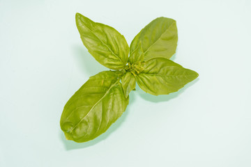 Basilikum texturiert