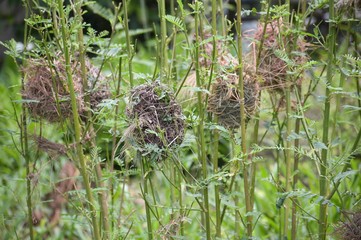 bird nest on sesbania tree in nature garden