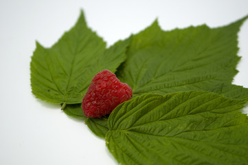 Bright red fresh raspberries, from a family orchard. The raspberry type is Polana © mr2853