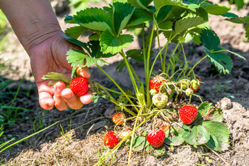 Field of strawberry plant, hands picking strawberries, harvest on farm, organic farming concept