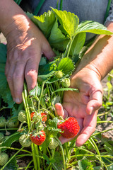 Naklejka na ściany i meble Harvest strawberry in organic farm, picking strawberries by farmers hands
