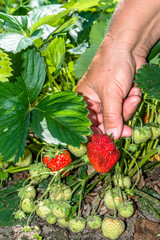 Naklejka na ściany i meble Picking strawberry by farmers hands, plants with strawberries, harvest on field in organic farm