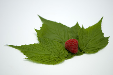 Bright red fresh raspberries, from a family orchard. The raspberry type is Polana © mr2853