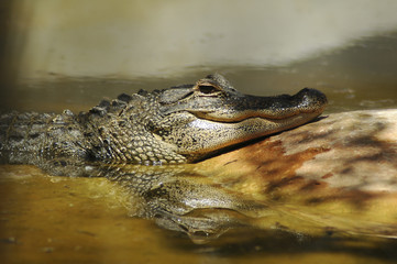 Alligator in Everglades National Park, Miami