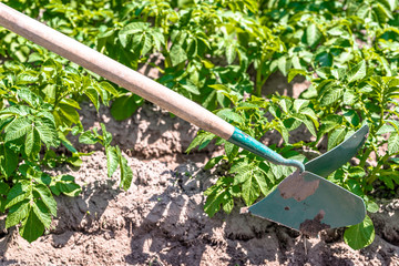 Potato farming in local organic farm, plowing potatoes with the manual garden tool, summer gardening