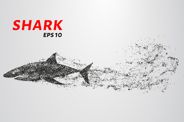 Fototapeta premium The shark from the particle. The shark consists of circles and points. Vector illustration.