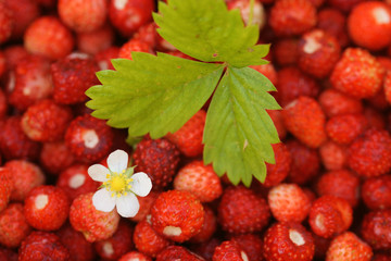 Ripe red strawberry close-up