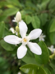 Obraz premium white Wrightia antidysenterica flower in nature garden
