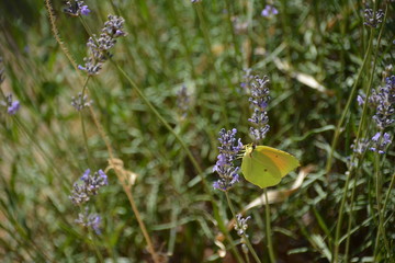 Papillon jaune butinant sur lavande