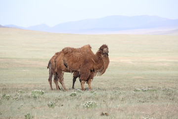 Mongolie