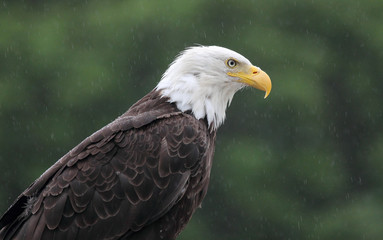 Bald Eagle, Canada