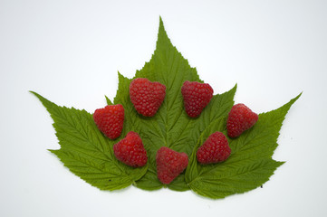 Bright red fresh raspberries, from a family orchard. The raspberry type is Polana © mr2853