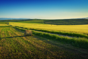 Fototapeta na wymiar barley field with poppy