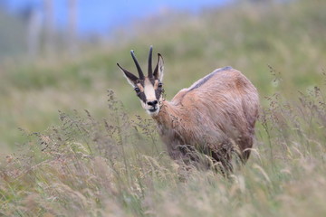 Chamois (Rupicapra rupicapra) Vosges Mountains, France  Gämsen Vogesen
