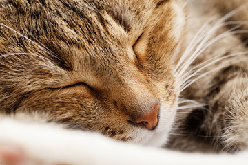 Fototapeta na wymiar Closeup muzzle of a sleeping young short-hair cat. Shallow focus.