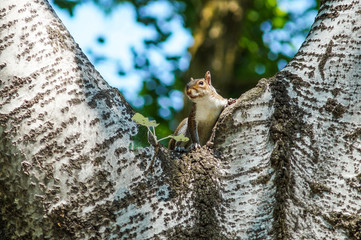 A curious grey squirrel resting on a tree