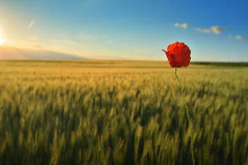Fototapeten barley field with poppy © Moian Adrian