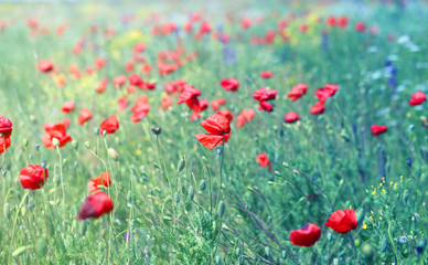 red poppies growing