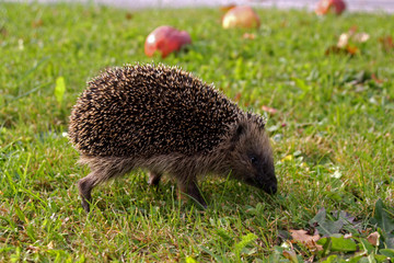 Igel mit Apfel