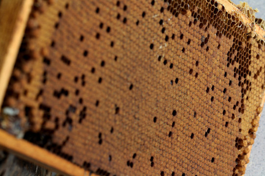 Bienenwabe mit Brut