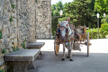 Sicilian cart with white horse. Carries typical Sicilian objects. Erice