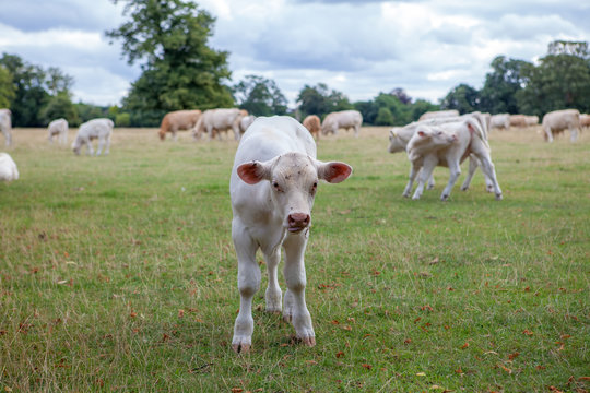Curious calf. Young cow showing curiosity in an English agricultural rural countryside scene.