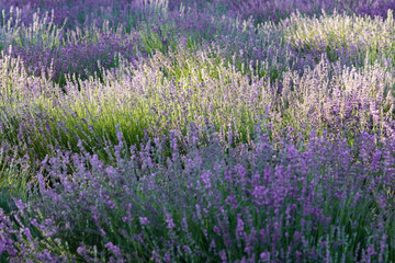 Obraz premium fioritura lavanda