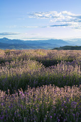 fioritura lavanda