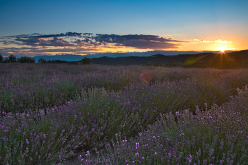 fioritura lavanda