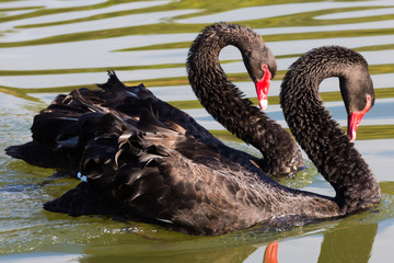 Naklejka premium Black Swan in the National Kandawgyi Gardens Pyin Oo Lwin Mandalay state Myanmar (Burma)