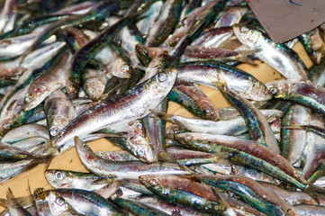 Obraz premium fresh sardines fish on the market