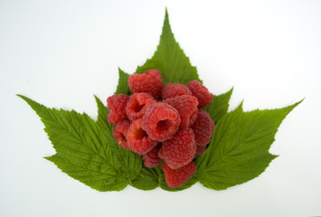Bright red fresh raspberries, from a family orchard. The raspberry type is Polana © mr2853