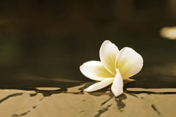 Frangipani flower on water background