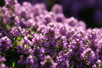 Fototapeta premium Flowering thyme