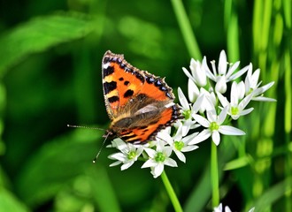 Kleiner Fuchs Schmetterling (Aglais urticae)