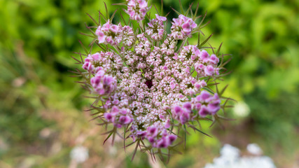 Miniblumen auf einem Stengel