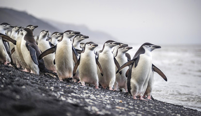 A flock of Antarctic penguins stands on the beach near the water. Andreev. - 163049891