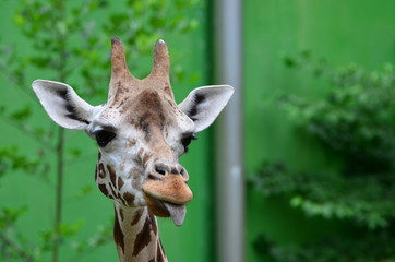 Giraffe zeigt Zunge. 