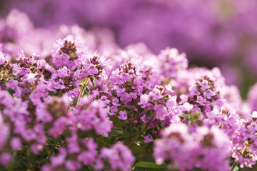 Fototapeta premium Flowering thyme