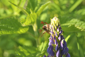 Майский жук на цветке люпина на зеленом фоне