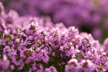 Flowering thyme