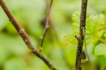 A beautiful dragonfly on a summer day sits on a green leaf with a colorful background