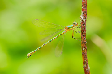 A beautiful dragonfly on a summer day sits on a green leaf with a colorful background