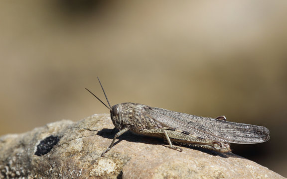 Grasshopper, Zakynthos, Greece