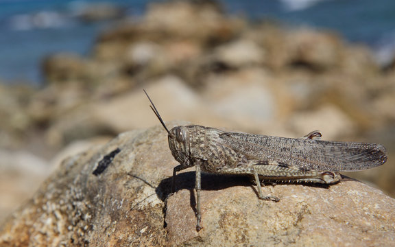 Grasshopper, Zakynthos, Greece
