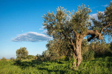 Olive Grove