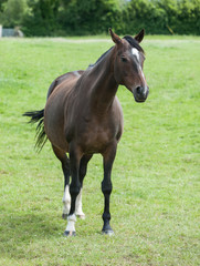 Naklejka na ściany i meble dark brown horse grazing in a grass meadow