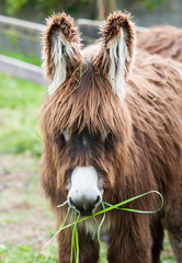 Cute fluffy and hairy donkey eating grass