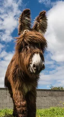Photo sur Plexiglas Âne Cute fluffy and hairy donkey 