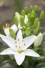 White Lilium flower
